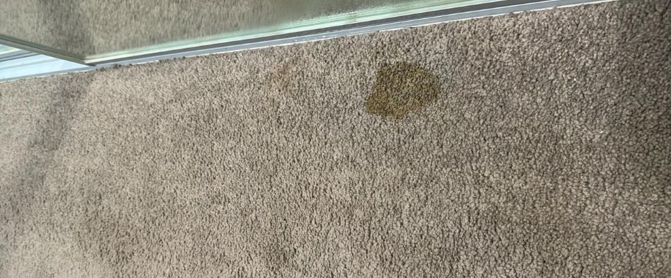 Cleaner Carpets And Couches